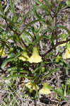 Coastal groundcherry